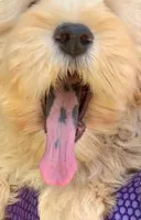 Chowdoodle 20-30lbs, a male Chow Chow for sale in Tampa, FL – Photo 3 of 8