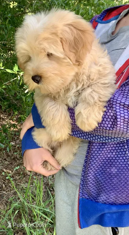 Chowdoodle 20-30lbs – Chow Chow puppy for sale in Tampa, FL