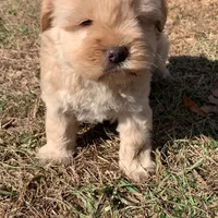 Chowdoodle 20-30lbs, a male Chow Chow for sale in Tampa, FL – Photo 7 of 8