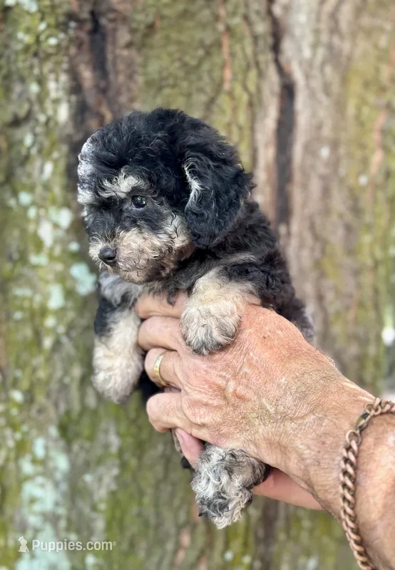 Tiny Morkiepoo  – Poodle - Toy , Morkie puppy for sale in Tampa, FL