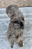Misty, a female Miniature Aussiedoodle for sale in Tampa, FL – 9 of 9
