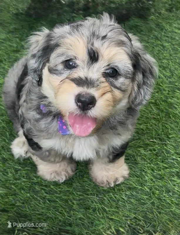 Ruby F1b – Miniature Aussiedoodle puppy for sale in Sun City Center, FL