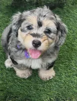 Ruby F1b, a female Miniature Aussiedoodle for sale in Ruskin, FL – 1 of 9