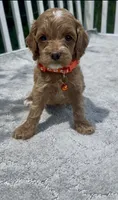 Orange F1, a male Cockapoo for sale in Sun City Center, FL – 4 of 7