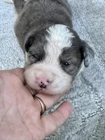 Shania, a female Miniature Aussiedoodle for sale in Ruskin, FL – 2 of 6