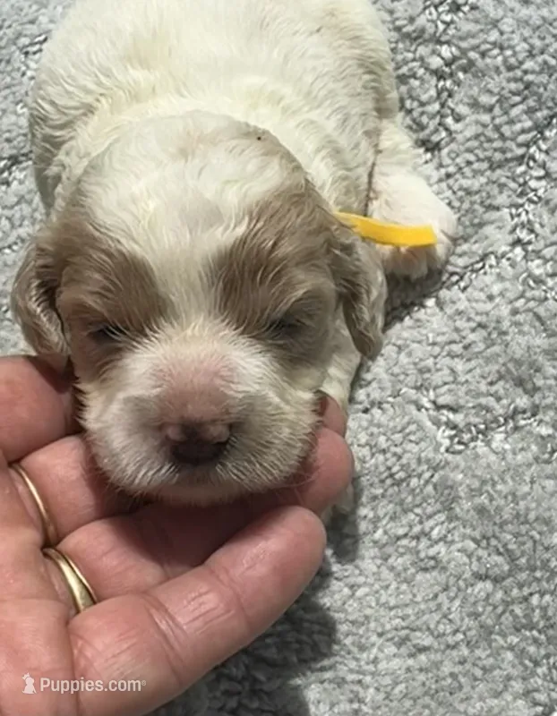 Yellow – Cockapoo puppy for sale in Tampa, FL