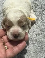 Yellow, a female Cockapoo for sale in Tampa, FL – 1 of 4