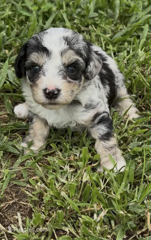Misty – Poodle - Toy , Morkie puppy for sale in Ruskin, FL