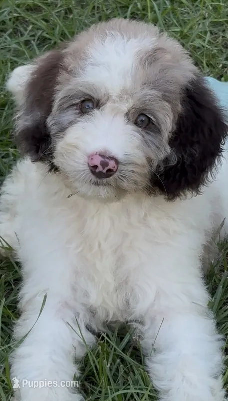 Hazel. chocolate Merle parti – Cockapoo puppy for sale in Ruskin, FL