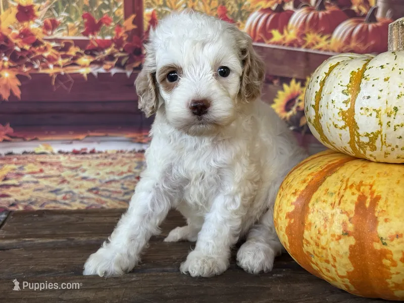 Milo – Cockapoo puppy for sale in Ruskin, FL