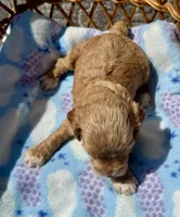 Pink, a female Cockapoo for sale in Ruskin, FL – 6 of 7