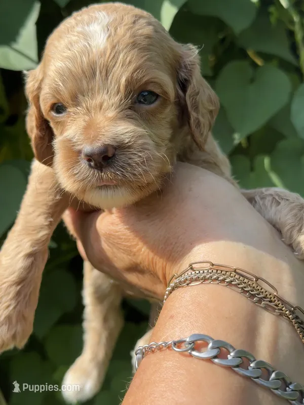 Green F1 – Cockapoo puppy for sale in Tampa, FL