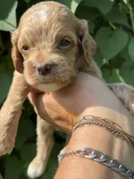 Green F1, a male Cockapoo for sale in Sun City Center, FL – 2 of 7