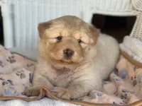 Pumpkin , a female Chow Chow and Poodle - Standard  for sale in Ruskin, FL – 5 of 10