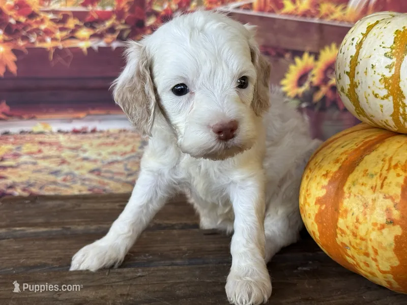 Rosie – Cockapoo puppy for sale in Ruskin, FL