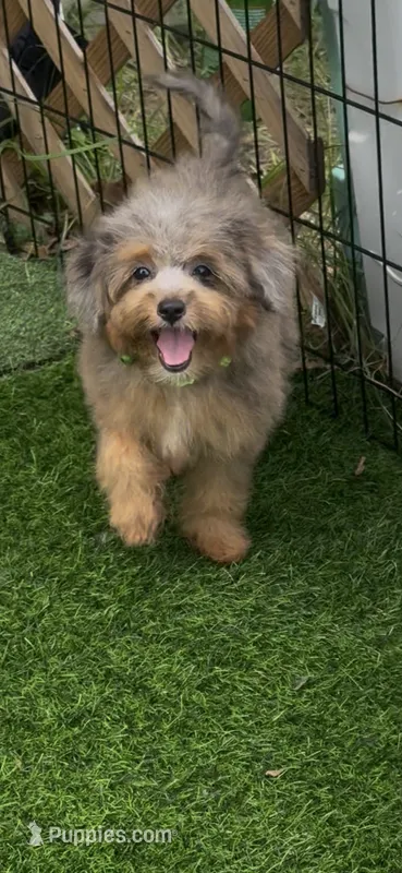 Jan – Miniature Aussiedoodle puppy for sale in Tampa, FL