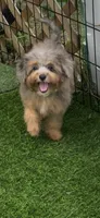 Nova, a female Miniature Aussiedoodle for sale in Tampa, FL – 5 of 9
