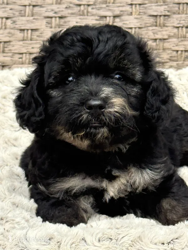 Marble – Chow Chow, Poodle - Toy  puppy for sale in Tampa, FL