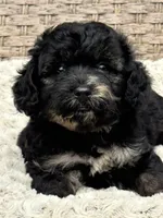 Marble, a male Chow Chow and Poodle - Toy  for sale in Tampa, FL – 4 of 10