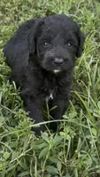 Smokey  “regular size”, a male Cockapoo for sale in Ruskin, FL – 3 of 8