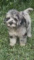 Marley, a female Chow Chow and Poodle - Miniature  for sale in Sun City Center, FL – 3 of 3