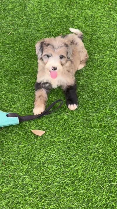 Medium size. , a male Bernedoodle for sale in Tampa, FL – 3 of 3