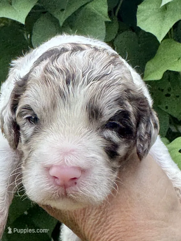 Truffle. “ regular size” chocolate Merle – Cockapoo puppy for sale in Tampa, FL