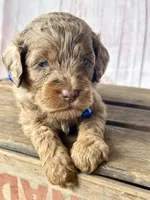 Chip. Chocolate Merle phantom with blue eyes, a male Cockapoo for sale in Ruskin, FL – 3 of 6