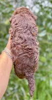 Teddy the Chowdoodle, a male Chow Chow and Poodle - Toy  for sale in Tampa, FL – 7 of 10