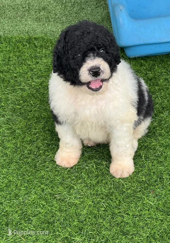 Medium size. Parents health tested. – Bernedoodle puppy for sale in Tampa, FL