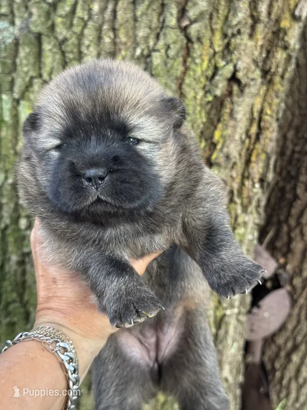 Yuki – Chow Chow puppy for sale in Ruskin, FL