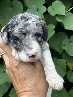 Sapphire. “ regular size” Blue Merle, a female Cockapoo for sale in Sun City Center, FL – 4 of 10