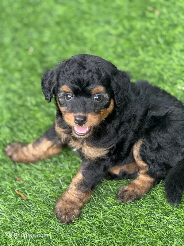 Maple.  Parents health tested  – Miniature Aussiedoodle puppy for sale in Tampa, FL