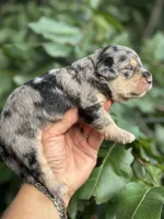 Ruby F1b, a female Miniature Aussiedoodle for sale in Sun City Center, FL – 10 of 10