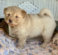 Pumpkin , a female Chow Chow and Poodle - Standard  for sale in Ruskin, FL – 10 of 10