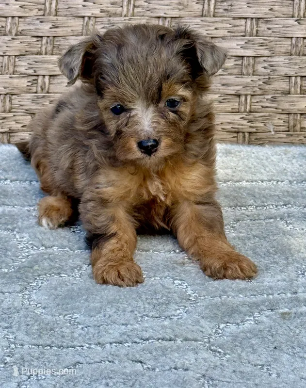 Nova – Miniature Aussiedoodle puppy for sale in Tampa, FL