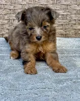 Nova, a female Miniature Aussiedoodle for sale in Tampa, FL – 1 of 7