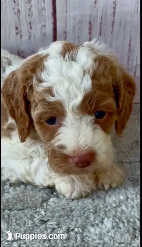 Patsy one blue eye – Cockapoo puppy for sale in Ruskin, FL