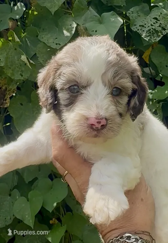 Hazel. “ regular size” chocolate Merle – Cockapoo puppy for sale in Ruskin, FL