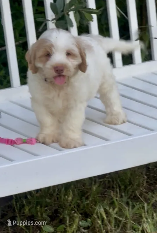 Firsta, mini Chowdoodle ( from DoDo parents) – Chow Chow, Poodle - Miniature  puppy for sale in Sun City Center, FL
