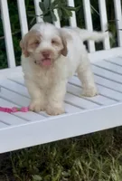 Firsta, mini Chowdoodle ( from DoDo parents), a male Chow Chow and Poodle - Miniature  for sale in Sun City Center, FL – 1 of 10