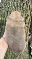 Kuma, a male Chow Chow for sale in Ruskin, FL – 6 of 8