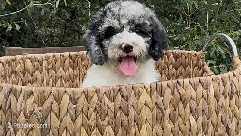 Sapphire  – Cockapoo puppy for sale in Ruskin, FL