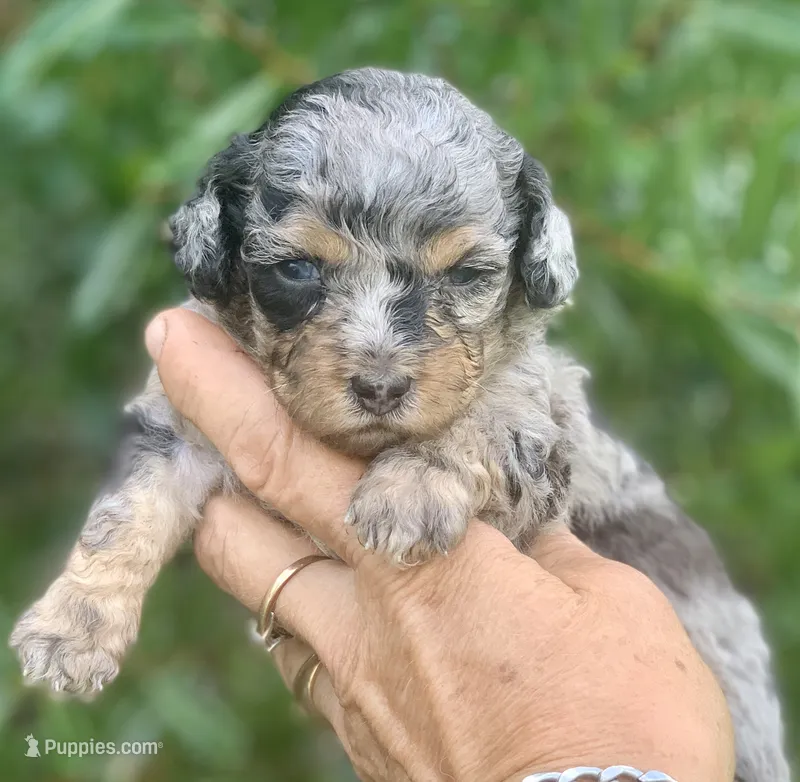 Morkiepoo Blue Merle phantom – Poodle - Toy and Morkie Puppy