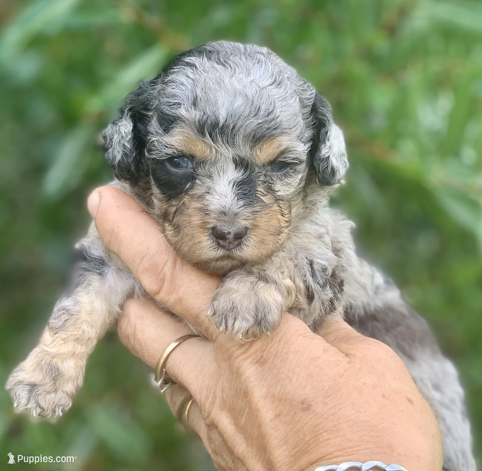 Morkiepoo Blue Merle phantom – Poodle - Toy and Morkie Puppy