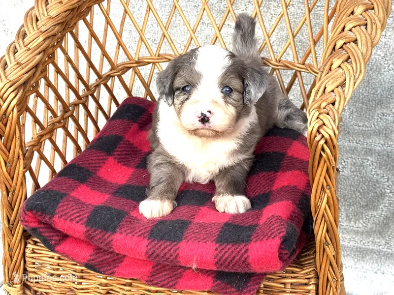 Shania – Miniature Aussiedoodle puppy for sale in Ruskin, FL