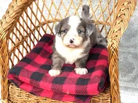 Shania  Blue eyes, a female Miniature Aussiedoodle for sale in Ruskin, FL – 1 of 9