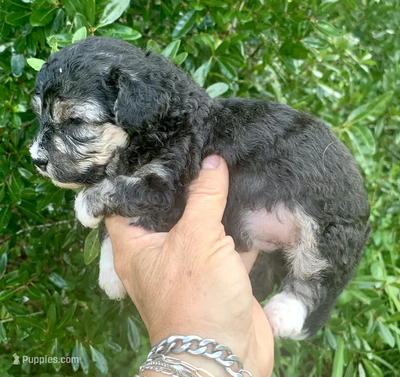 Morkiepoo  – Poodle - Toy , Morkie puppy for sale in Tampa, FL