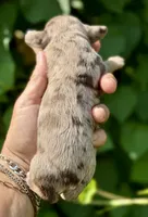 Maple Chocolate Merle, a male Cockapoo for sale in Tampa, FL – 3 of 8
