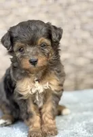 Winnie, a female Miniature Aussiedoodle for sale in Tampa, FL – 1 of 7